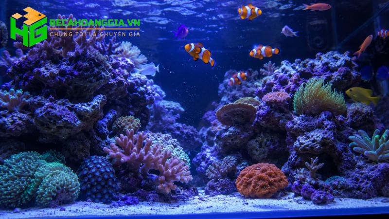 Lượng thức ăn phù hợp cho cá