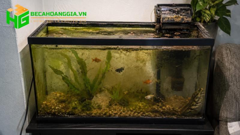 Tại sao bể cá có mùi tanh