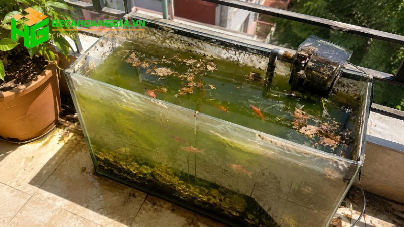 Bể cá có mùi tanh