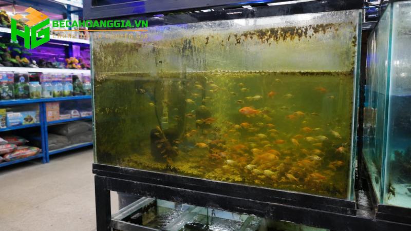 Bể cá có mùi tanh