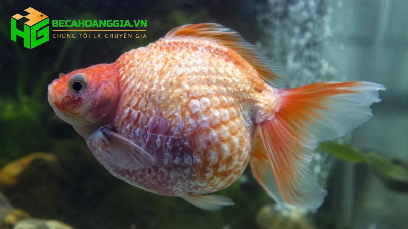 cá bị xù vảy