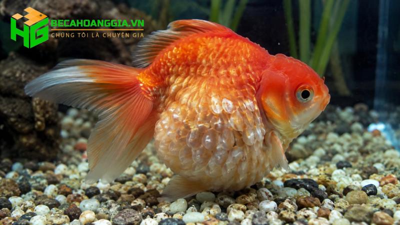 cá bị xù vảy