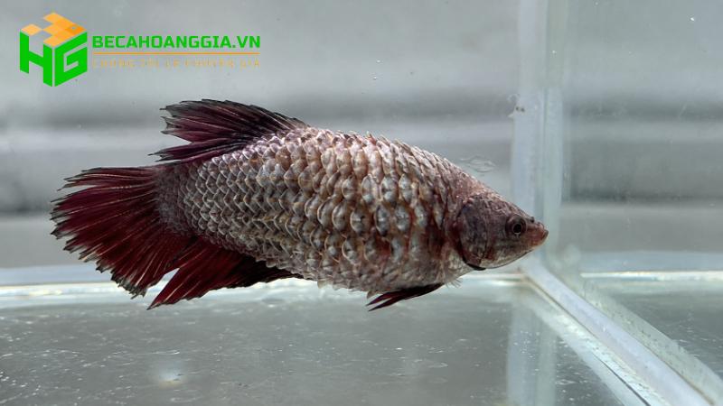 Cá bị xù vảy