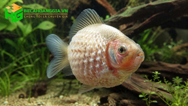 Cá bị xù vảy