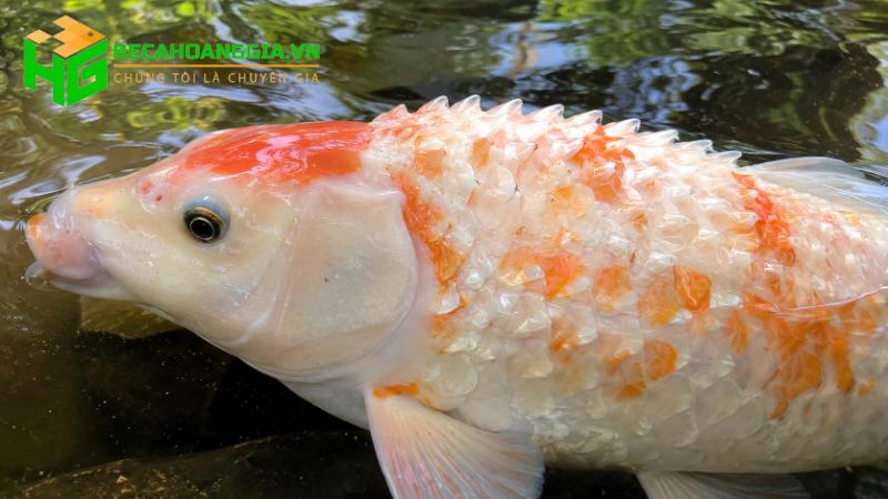 Cá bị xù vảy