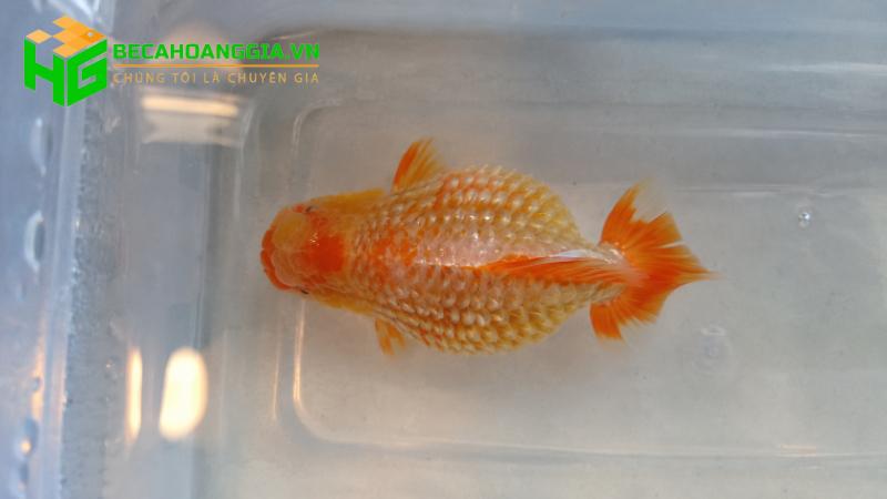 Cá bị xù vảy