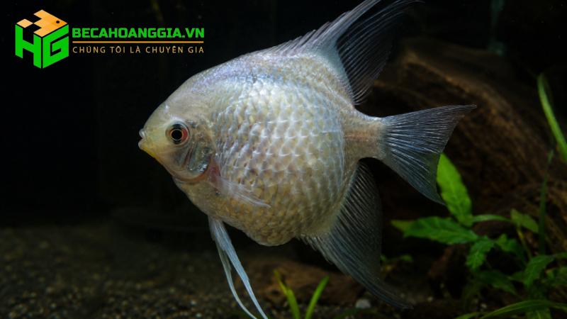 Cá bị xù vảy