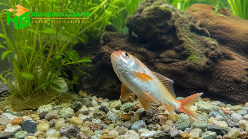Cá bơi nghiêng mất thăng bằng