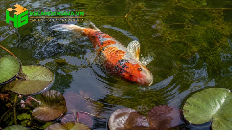 Cá bơi nghiêng mất thăng bằng