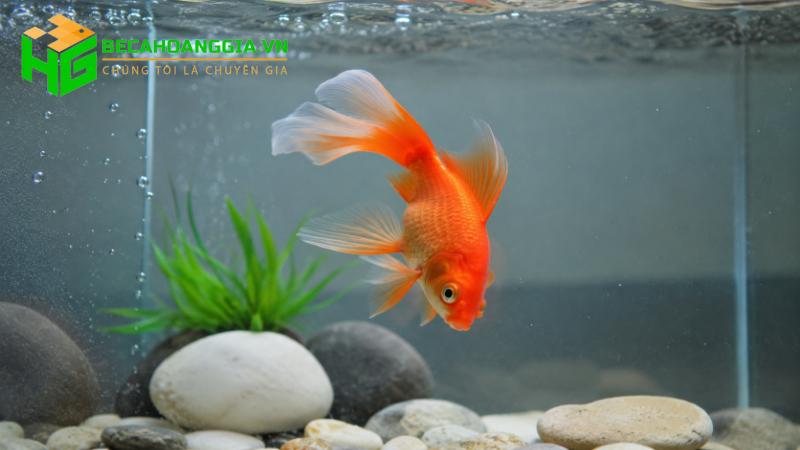 Cá bơi nghiêng mất thăng bằng