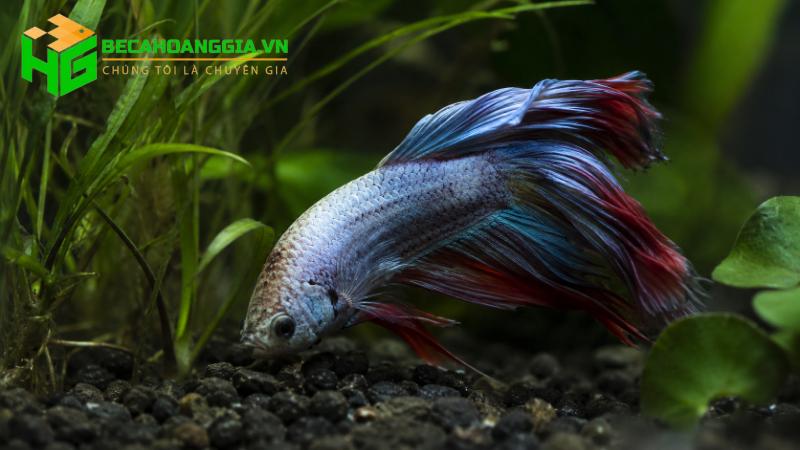 Cá bơi nghiêng mất thăng bằng