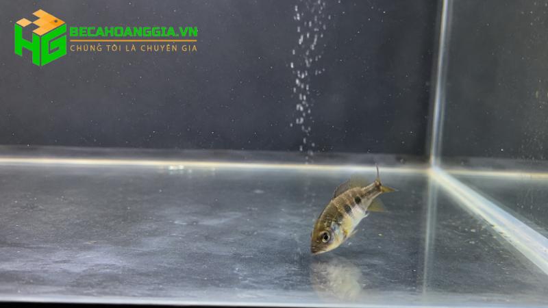 Cá bơi nghiêng mất thăng bằng