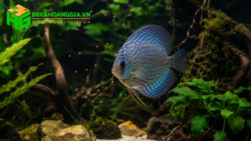 Cá cảnh bỏ ăn