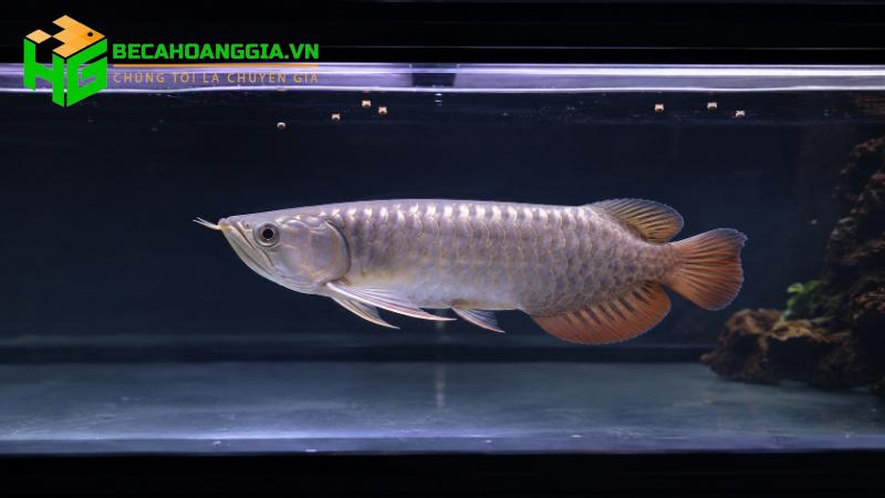 Cá cảnh bỏ ăn