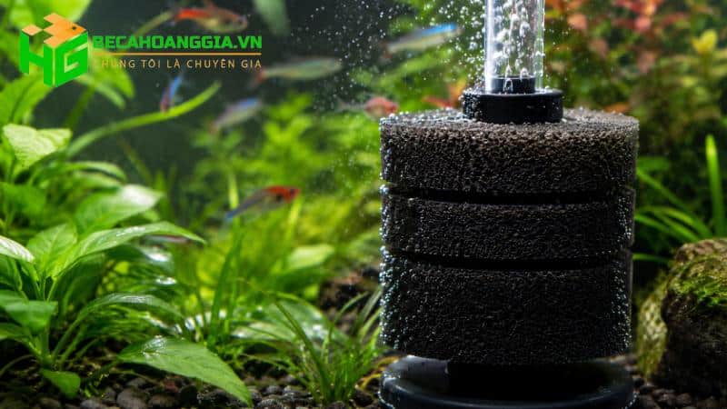 Cách tạo vi sinh cho bể cá