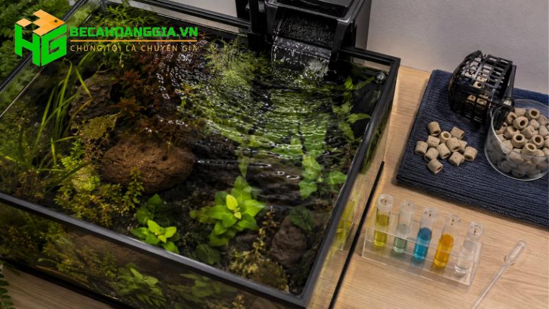 Cách tạo vi sinh cho bể cá
