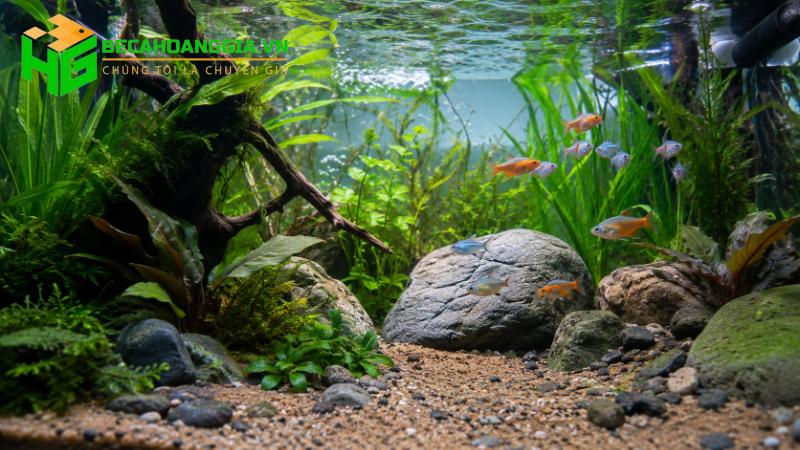 Cách tạo vi sinh cho bể cá