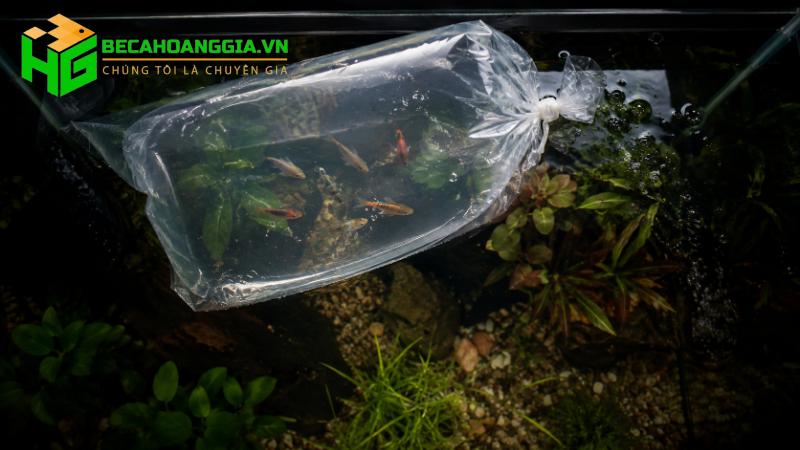 Cách thả cá mới vào bể