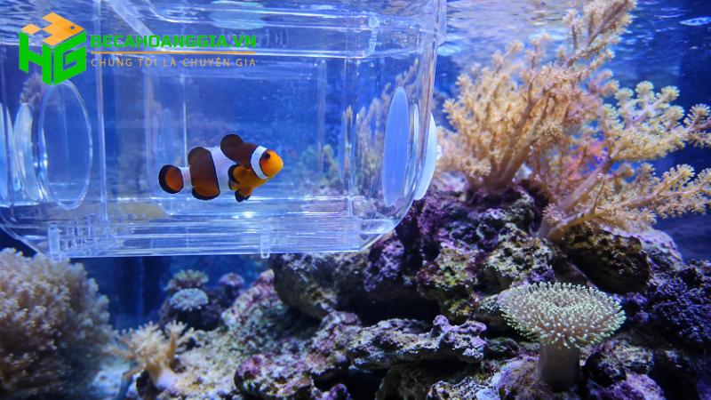 Cách thả cá mới vào bể