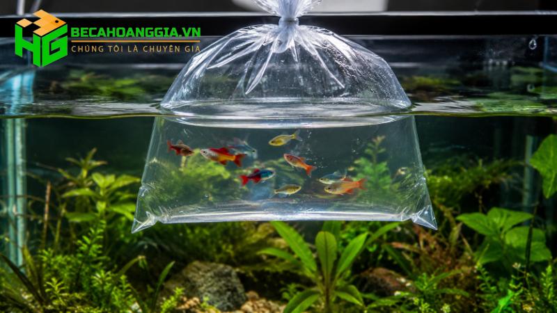 Cách thả cá mới vào bể