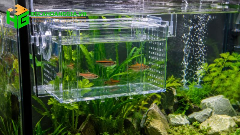 Cách thả cá mới vào bể