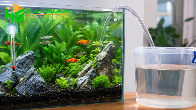 Cách thay nước bể cá không làm cá sốc