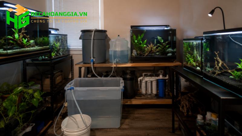 Khử clo nước máy nuôi cá