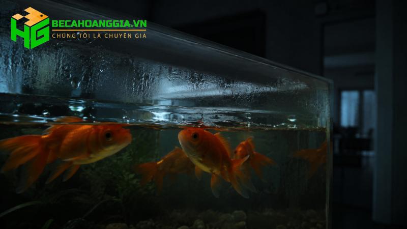 Mất điện cá sống được bao lâu