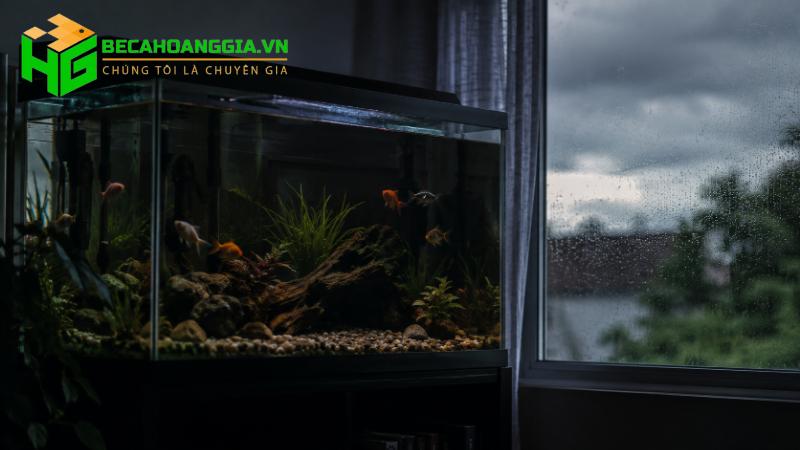 Mất điện cá sống được bao lâu