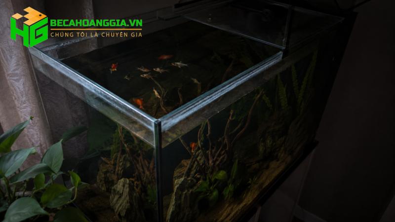 Mất điện cá sống được bao lâu