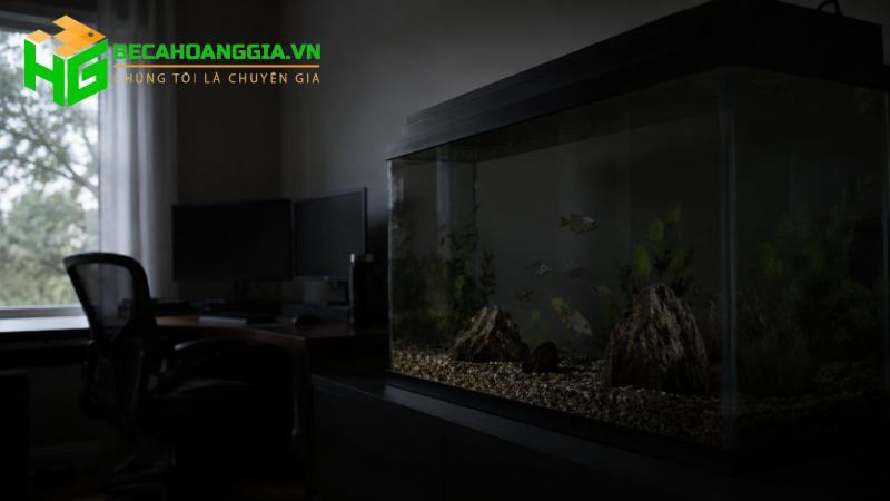 Mất điện cá sống được bao lâu