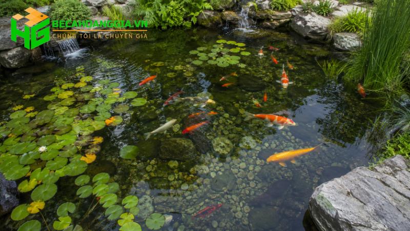 Nhiều loài cá nuôi chung với nhau