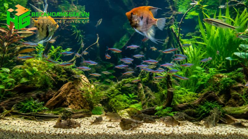 Nhiều loài cá nuôi chung với nhau