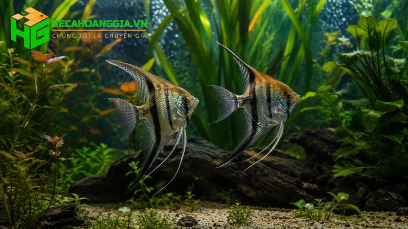 Thời gian sống của cá cảnh