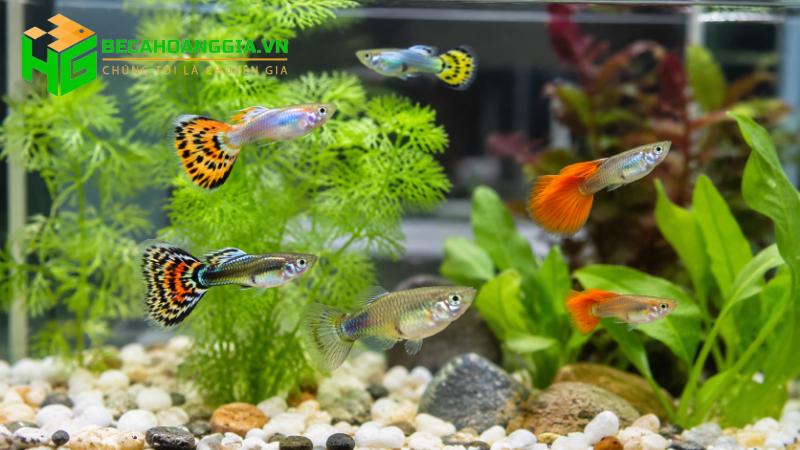 Thời gian sống của cá cảnh