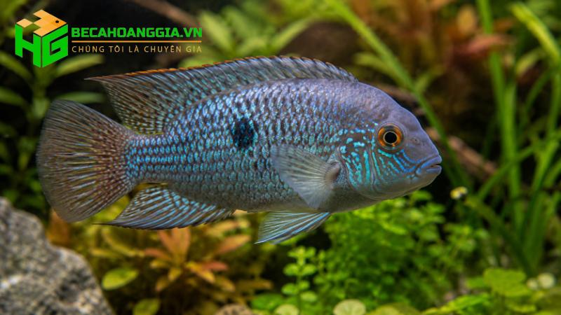 Cá bơi nghiêng mất thăng bằng
