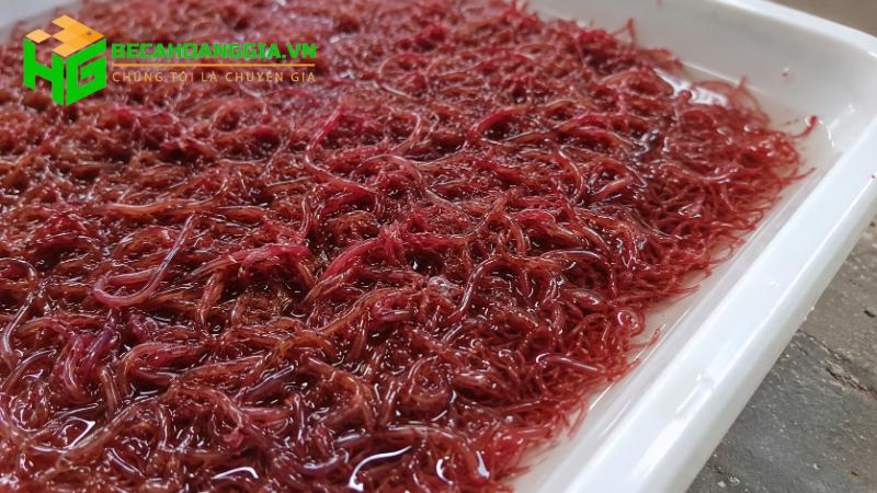 Trùn chỉ cho cá cảnh