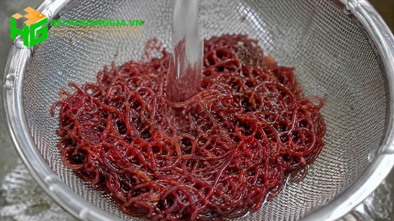 Trùn chỉ cho cá cảnh