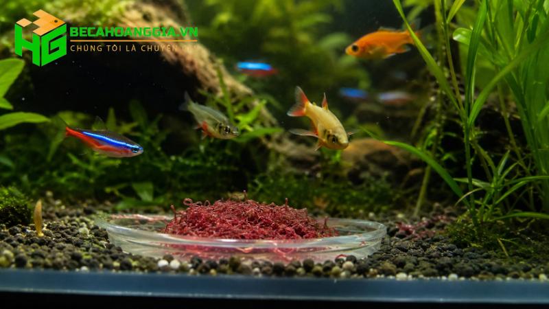 Trùn chỉ cho cá cảnh