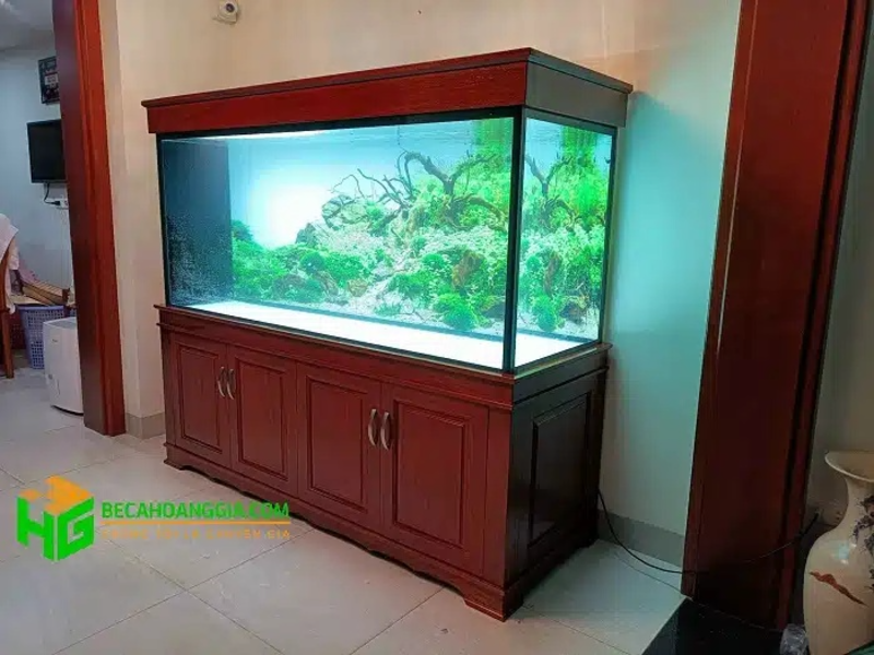 bể cá rồng