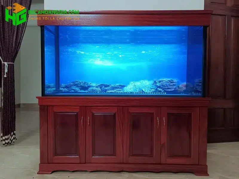 Bể cá rồng