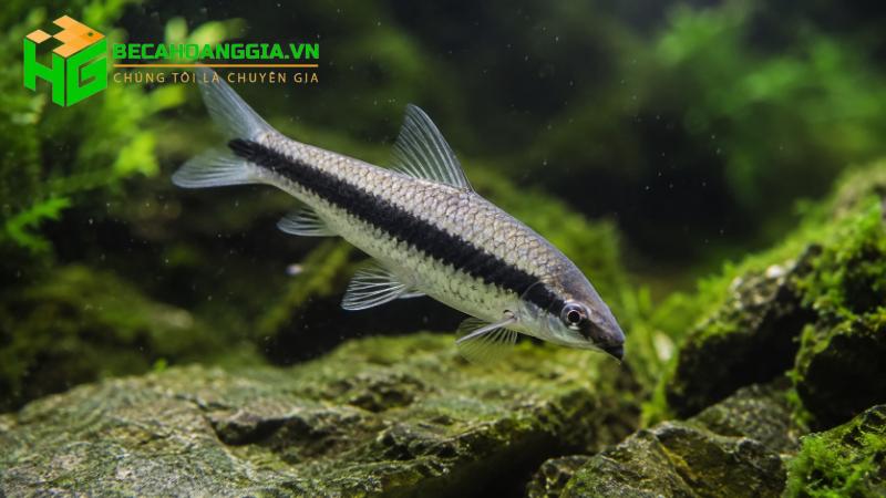 Cá dọn bể