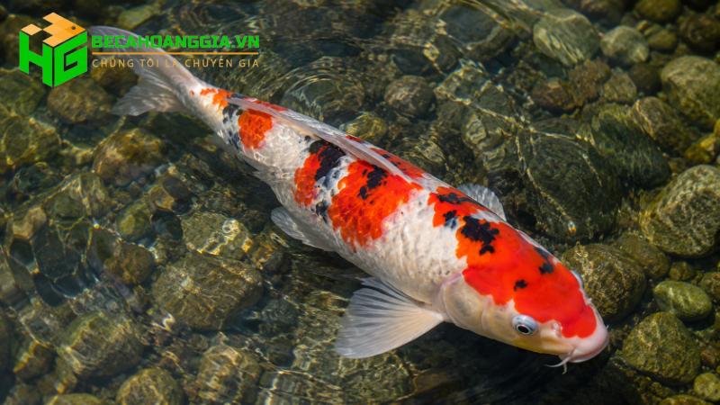 Giá cá Koi