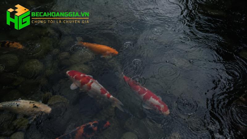 Giá cá Koi
