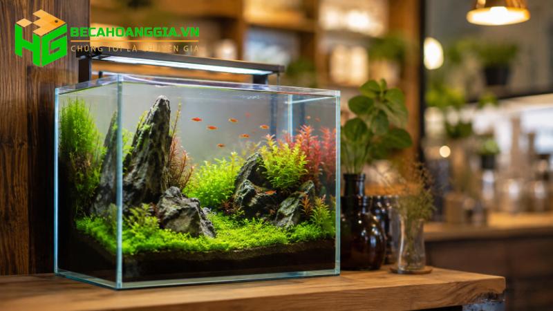 hồ cá thủy sinh