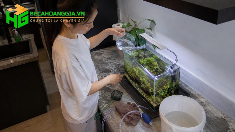 Vệ sinh bể cá